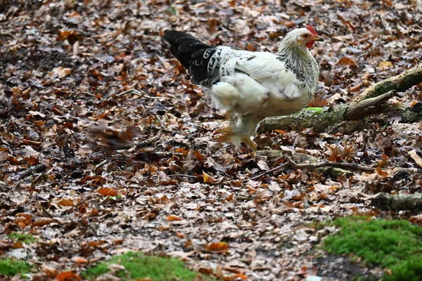 Wild Hen Looking Food Fallen Autumn Leaves Wild Forest — Stock Fotó