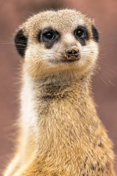 Vertical Shot Meercat — стоковое фото