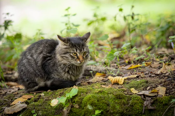 Gray Striped Tabby Cat Sitting Grass — ストック写真