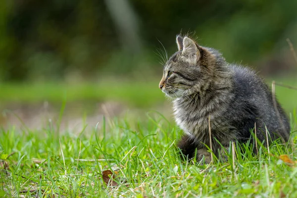 Gray Striped Tabby Cat Sitting Green Grass — Stock fotografie