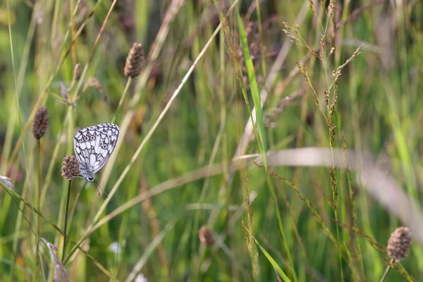 Closeup Shot Gorgeous Black White Butterfly Plant — 图库照片