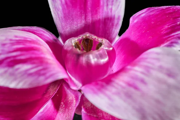 Closeup Shot Pink Flower Isolated Black Reflective Background — Stockfoto