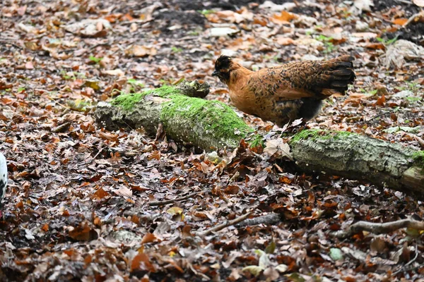 Wild Chicken Sitting Mossy Branch Fallen Autumn Leaves — 스톡 사진