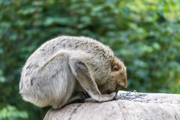 Monkey Eating Ground — Stock Fotó