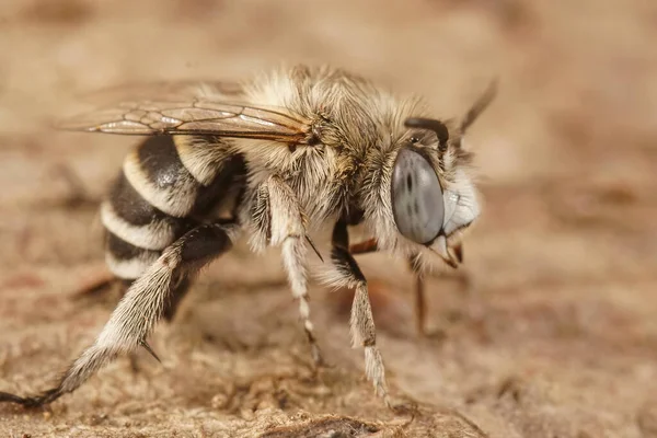 Closeup Shot Amegilla Albigena Male Solitary Bee — Stockfoto