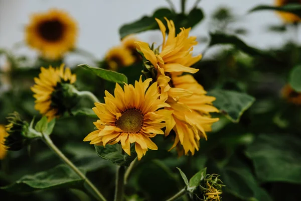 Selective Focus Shot Yellow Sunflowers Leaves Background — 图库照片