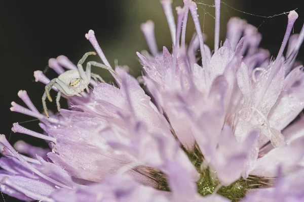 Closeup Shot Petals Field Scabious — Φωτογραφία Αρχείου