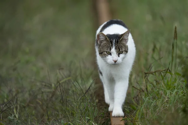 Stray Cat Walking Park — Foto Stock