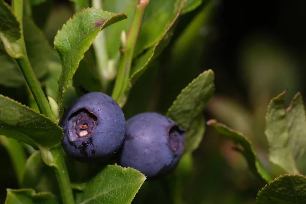 Closeup Shot Blueberries Growing Shrub — Stockfoto
