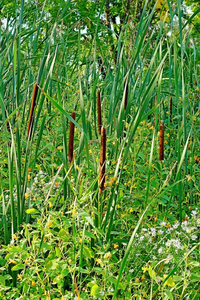 Vertical Shot Bulrushes Growing Field — Φωτογραφία Αρχείου
