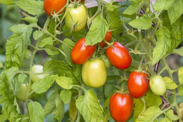 Closeup Partially Ripe Tomatoes — Photo