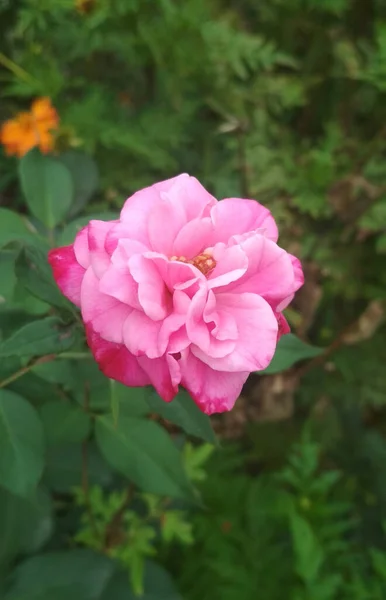 Closeup Rose — Fotografia de Stock