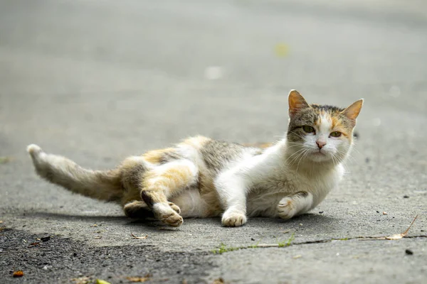 Stray Cat Lying Asphalt — Fotografia de Stock