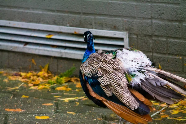 Common Peafowl Park — Stock fotografie