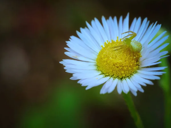 Closeup Erigeron Annuus Spider Annual Fleabane Daisy Fleabane — Zdjęcie stockowe