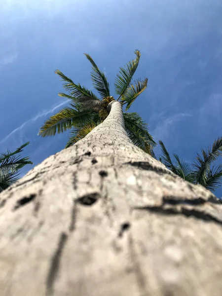 Low Angle Shot Tall Palm Tree Blue Sky — стоковое фото