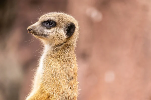 Close Shot Meercat — Fotografia de Stock