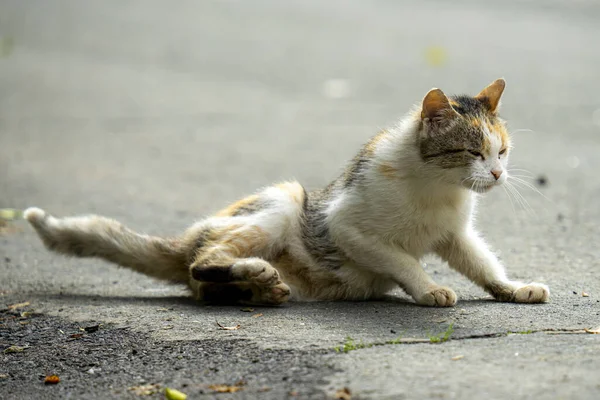 Stray Cat Lying Asphalt — Fotografia de Stock