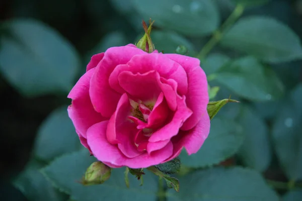 Close Uma Bela Rosa Rosa — Fotografia de Stock