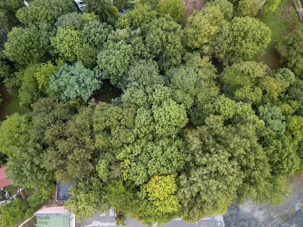 Aerial View Dense Green Forests — 图库照片