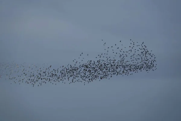Прекрасний Вид Союз Вузлових Блукаючих Птахів Сірому Небі — стокове фото