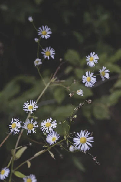 Вертикальний Вибірковий Фокус Квітів Erigeron Annuus — стокове фото