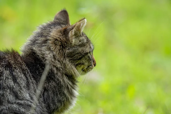 Gray Striped Tabby Cat Sitting Green Grass — Fotografia de Stock