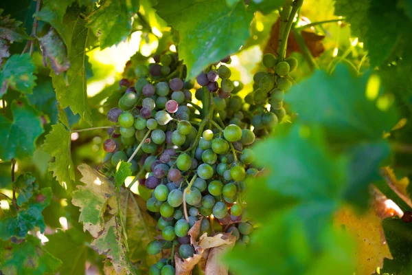 Grapes Growing Branches Vineyard — Stock fotografie