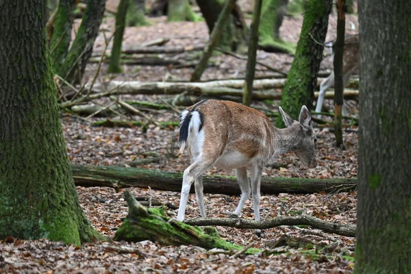 Cute Little Deer Walking Mossy Tree Trunks Wild Forest — Stockfoto