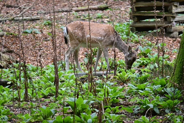 Cute Little Deer Eating Plants Wild Forest — 图库照片
