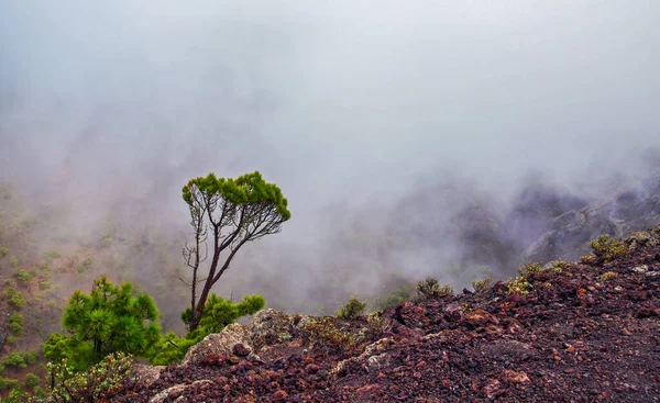 Гірська Місцевість Туманний День — стокове фото