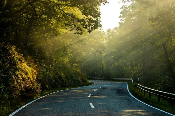 Road Surrounded Green Vegetation Sunny Morning — Foto Stock