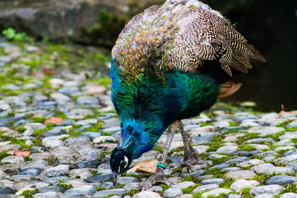 Common Peafowl Park — Stock Photo, Image