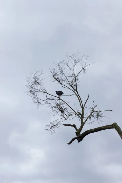 雲に覆われた空に向かって葉のない木の小枝に垂直方向の鳥のショット — ストック写真