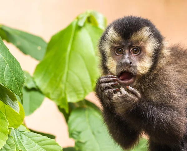 Macro Shot Black Capuchin Monkey Its Mouth Open Looking Surprised — Stockfoto