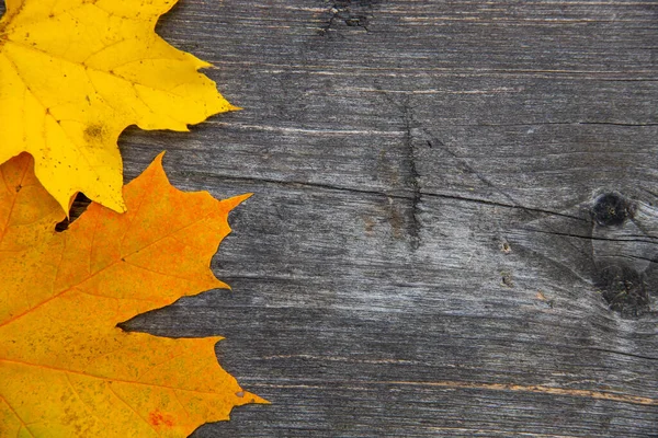 Closeup Yellow Autumn Maple Leaves Wooden Background — Stock fotografie