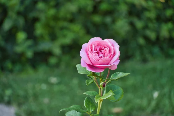 Крупный План Красивой Розовой Розы — стоковое фото