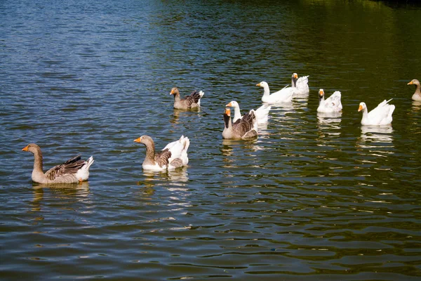 Flock Geese Swimming Lake — Photo