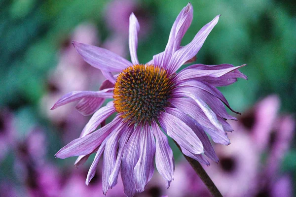 Closeup Shot Echinacea Coneflower Shallow Focus — Fotografia de Stock