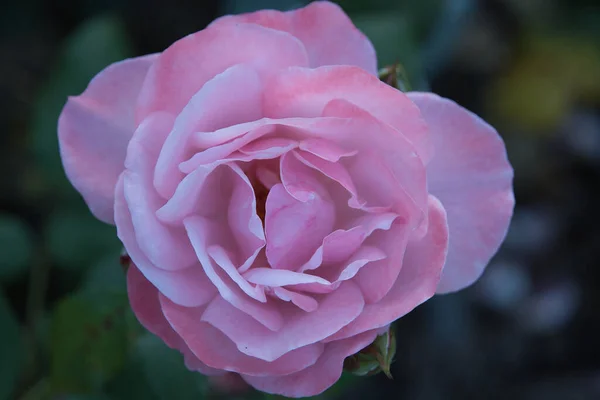 Zbliżenie Pięknej Różowej Róży — Zdjęcie stockowe
