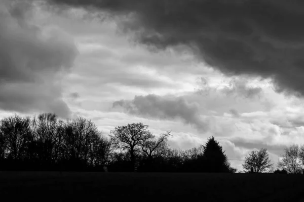 Grayscale Shot Field Trees Cloudy Sky — Fotografia de Stock