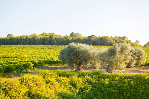 Beautiful View Vineyard Olive Trees — Stock fotografie
