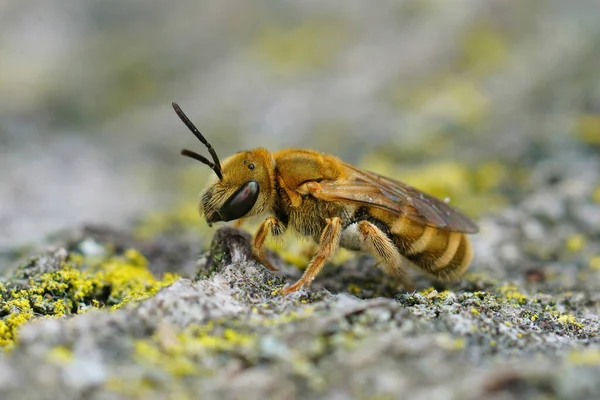 Closeup Shot Golden Furrow Bee — Stockfoto