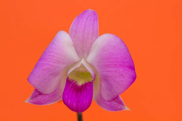 Een Roze Orchidee Geïsoleerd Een Oranje Achtergrond — Stockfoto