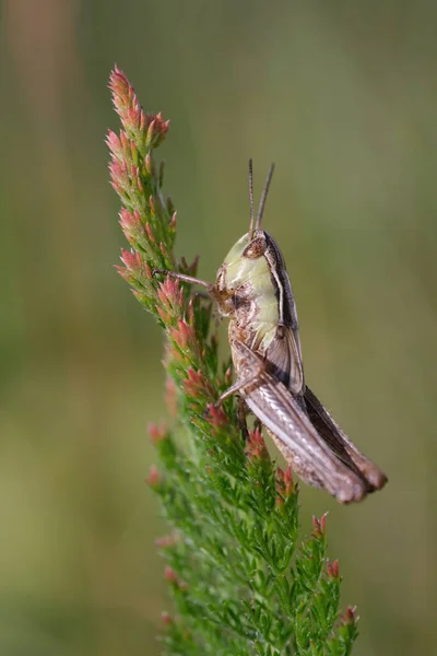 Selective Focus Shot Grasshopper Pine Leaf — Stock fotografie