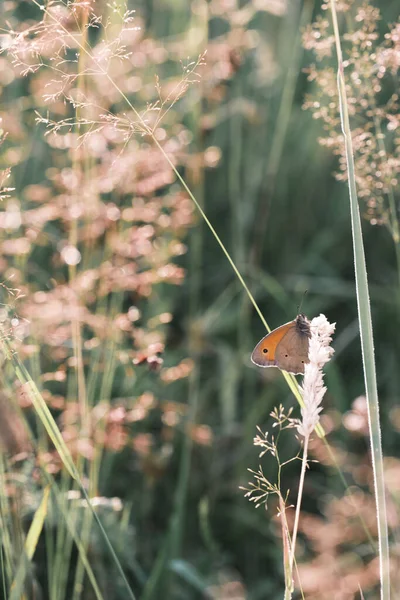 Вертикальний Знімок Помаранчевого Метелика Рослині — стокове фото