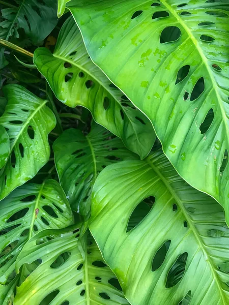 Vertical Shot Tropical Green Leaves Wallpaper Background — Stockfoto