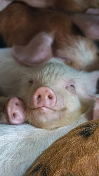 Vertical Shot Piglets Lying Each Other — Foto de Stock