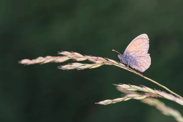 Selective Focus Shot Butterfly Sweetgrass — стоковое фото