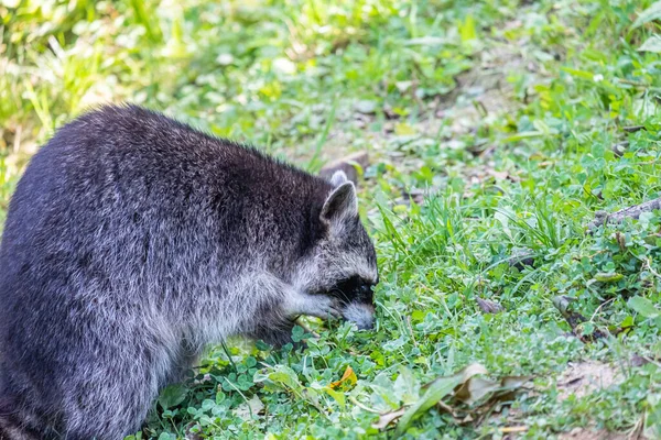 Raccoon Green Grass — Stok fotoğraf